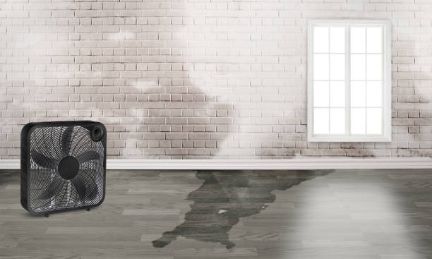 Best Water damage restoration experts  in Estill Springs, TN
